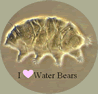 water bear