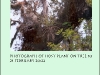 tree10bp.jpg