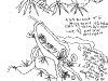 bromeliad_2006-2007_005.png