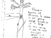 bromeliad_2006-2007_008.png