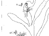 bromeliad_2006-2007_012.png
