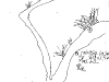 bromeliad_2006-2007_015.png