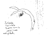bromeliad_2006-2007_028.png