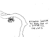 bromeliad_2006-2007_031.png
