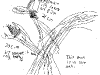 bromeliad_2006-2007_063.png