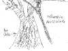 bromeliad_2006-2007_067.png