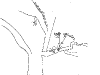 bromeliad_2006-2007_081.png