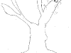 bromeliad_2006-2007_082.png