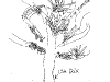bromeliad_2006-2007_101.png