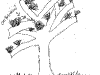 bromeliad_2006-2007_103.png