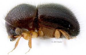Teddy Bear Beetle