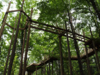 VINS Forest Canopy Walk Launch Party with Keynote Speaker CanopyMeg on 9/28/19