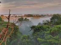 Webinar with CanopyMeg: A Treetop View of the World’s Forests on 9/16/19