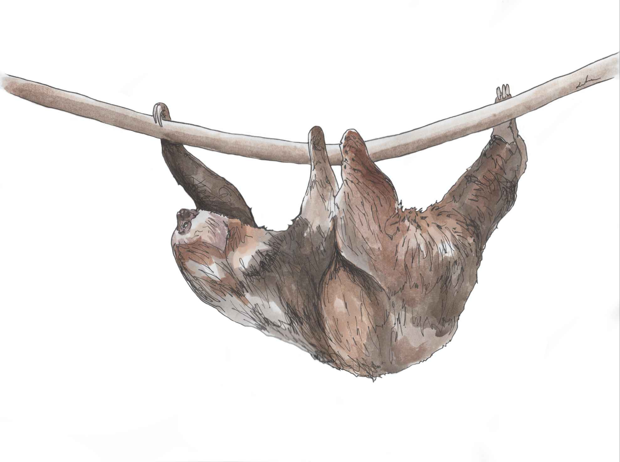 13 Sloth Questions Answered TREE Foundation