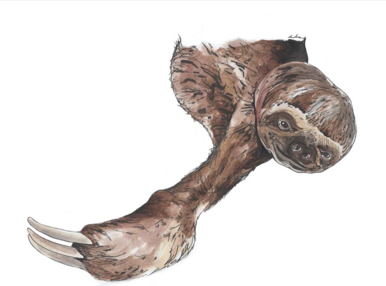 13 Sloth Questions Answered TREE Foundation