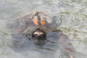 sloth in water
