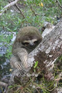 sloth in tree