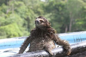 sloth in water
