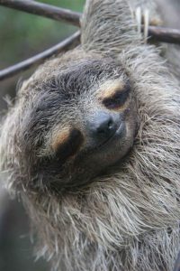 sloth sleeping