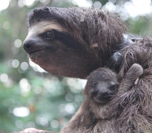 mother and baby sloth in tree