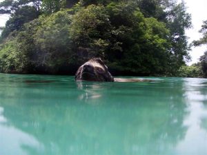 sloth swimming in lake
