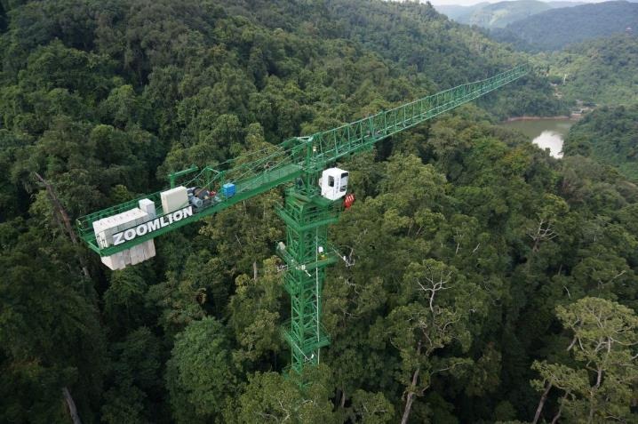 Crane in forest