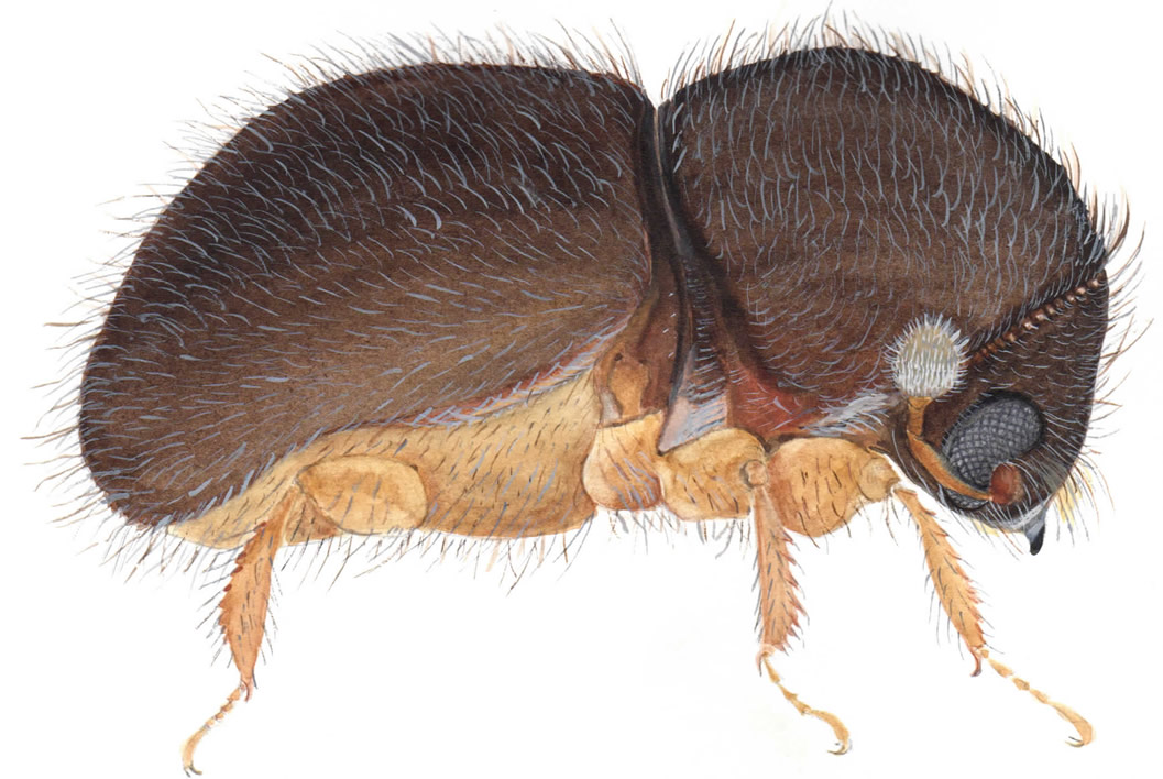Bark Beetle Bark Beetle