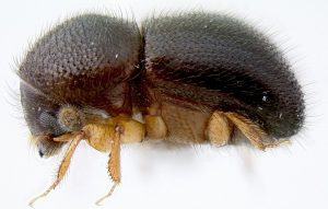 Bark Beetle Bark Beetle