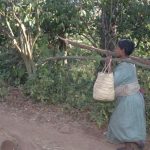 Gathering Firewood Locals harvest timber in the church forests as well as plant coffee and non-native, fast-growing trees such as eucalypt, resulting in decline of the native trees