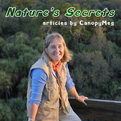 Nature's Secrets by CanopyMeg