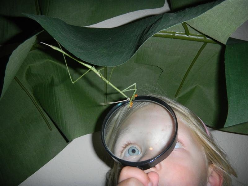 Sara Martin observing her pet Brunneria borealis Sara Martin observing her pet Brunneria borealis